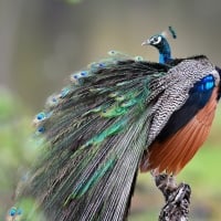 Peacock