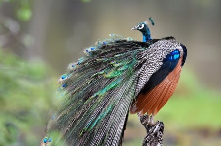 Peacock - bird, paun, peacock, blue, green, pasare, feather, orange