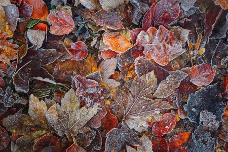 Frozen leaves - skin, autumn, winter, orange, frozen, leaf, texture