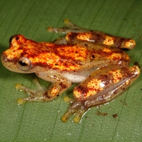 Jeweled Tree Frog Amazon