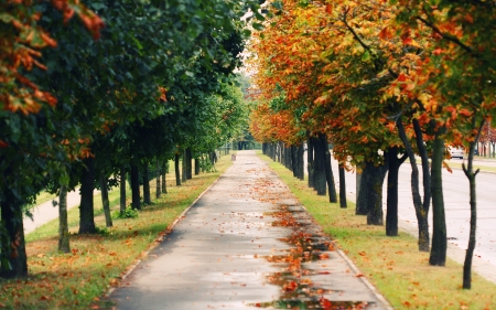 Autumn Road - nature, tree, amazing, autumn