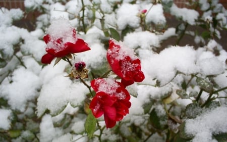 Frozen Roses - winter, rose, snow, red