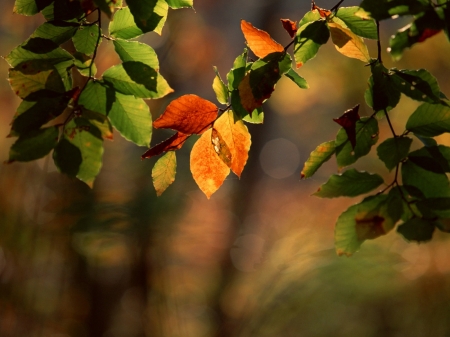 Autumn colors