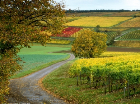 Country Road - nature, tree, road, country