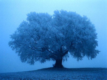 The tree at the winter - snow, winter, tree, amazing