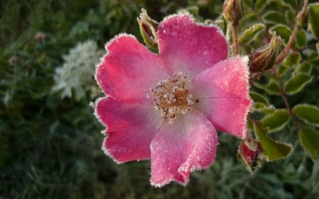 Pink Flower - one, flower, pink, beautiful