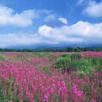 Clouds Above the Purple Field