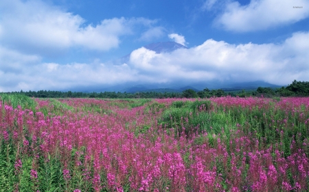 Clouds Above the Purple Field - nature, sky, purple, clouds, field