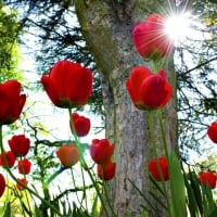 Sun Shinning on the Red Tulips