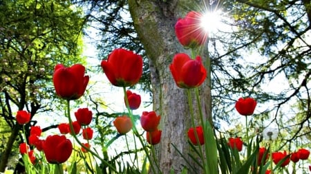 Sun Shinning on the Red Tulips