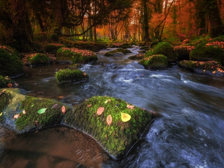 Forest Falls - river, trees, nature, autumn, stream, forest, leaves