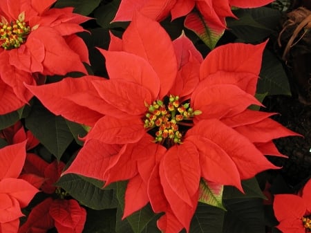 POINSETTIA - leaves, petals, nature, colors