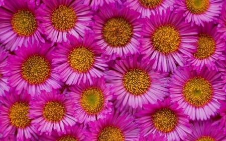 ASTER - flowers, petals, nature, colors