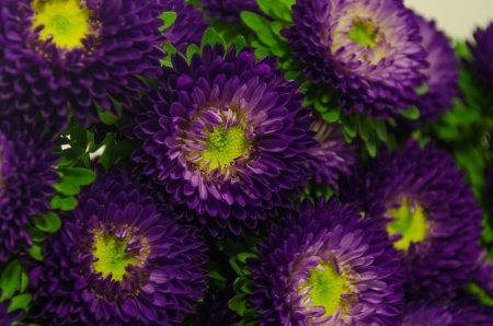 ASTER - leaves, petals, nature, colors