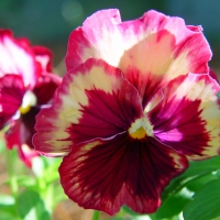 BELL FLOWER