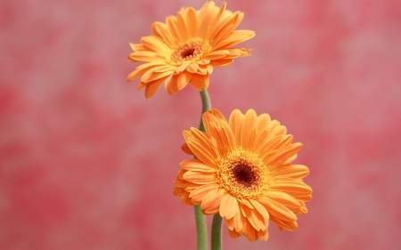 GERBERAS - petals, nature, color, stem