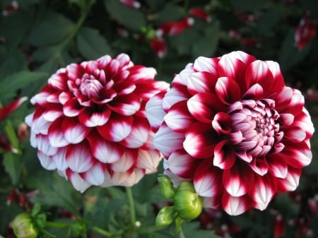 DAHLIAS - leaves, petals, nature, colors