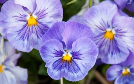 PANSIES - leaves, petal, colors, stems