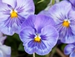 PANSIES