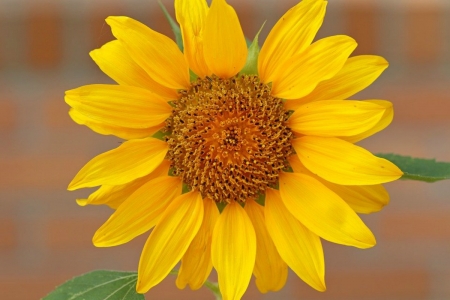 SUNFLOWER - colors, leaf, stem, petals