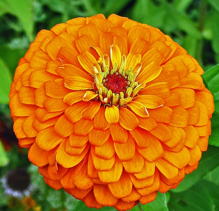 ZINNIA - leaves, petals, nature, colors