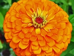 ZINNIA