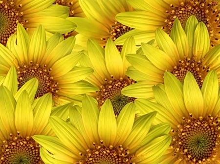 SUNFLOWERS - flowers, petals, nature, colors