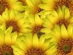 SUNFLOWERS