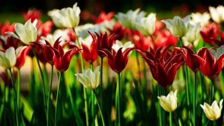 TULIPS - NATURE, COLORS, STEMS, PETALS