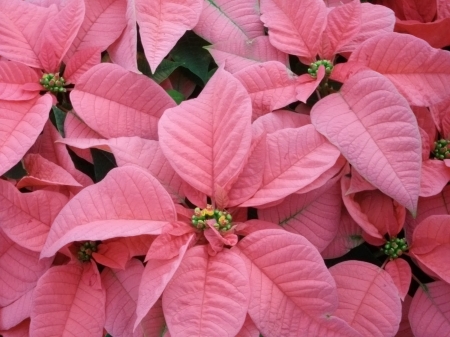 POINSETTIA - NATURE, STAMEN, COLORS, PETALS