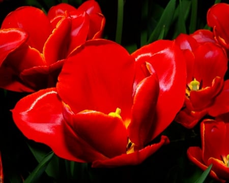 TULIPS - leaves, colors, stems, petals