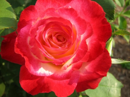 ROSE - NATURE, COLORS, LEAVES, PETALS