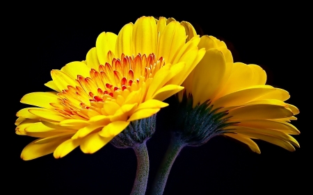 GERBERAS - NATURE, COLORS, STEMS, PETALS