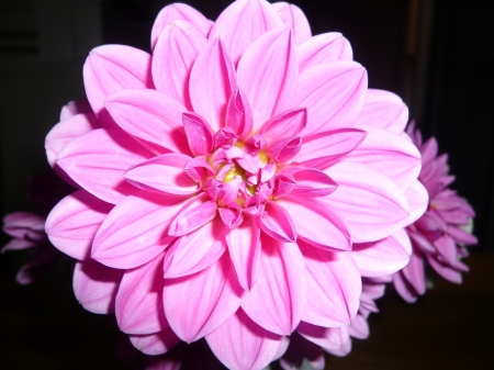 DAHLIAS - NATURE, COLORS, FLOWERS, PETALS