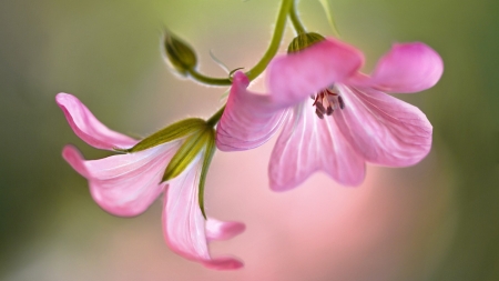 FLOWERS - COLORS, LEAVES, STEMS, PETALS