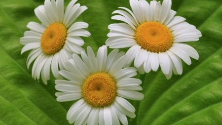 DAISIES - NATURE, COLORS, FLOWERS, PETALS