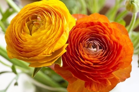 RANUNCULUS - leaves, petals, nature, colors