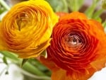 RANUNCULUS