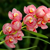 ORCHIDS