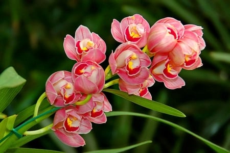 ORCHIDS - leaves, colors, stems, petals