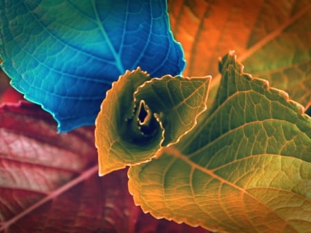 LEAVES - PLANT, NATURE, VEINS, COLORS