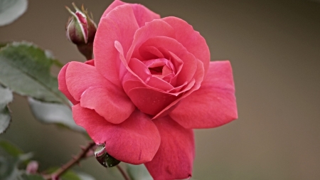 ROSE - STEM, COLORS, LEAVES, PETALS