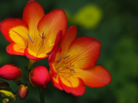 FREESIA - NATURE, COLORS, STEMS, PETALS