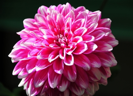 DAHLIA - leaves, petals, nature, colors