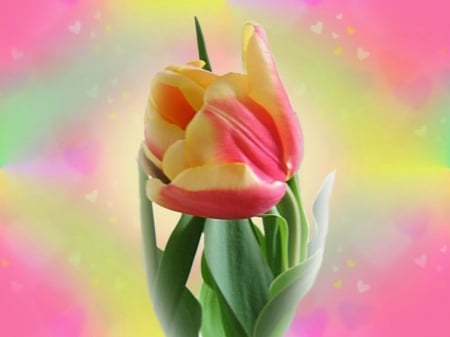 TULIP - leaves, petals, colors, stem