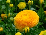 RANUNCULUS