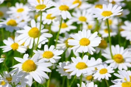 DAISIES - leaves, stems, petals, nature