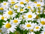 DAISIES