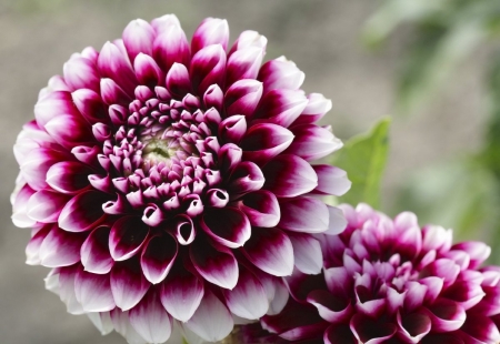 DAHLIAS - leaves, petals, nature, colors