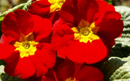 PRIMROSE - leaves, petals, nature, colors